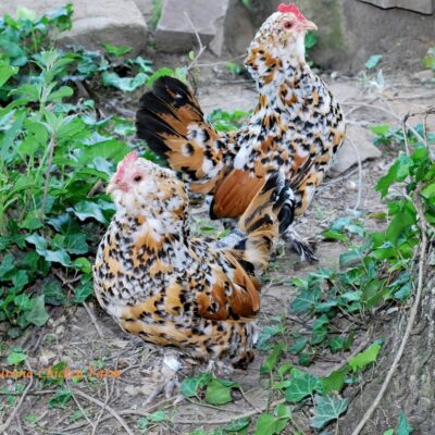 Belgian Bearded d'Uccle Chicken